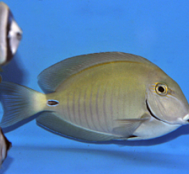 Acanthurus chirurgus