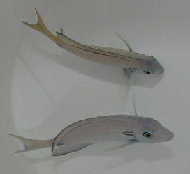 Acanthurus tennentii