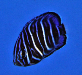 Pomacanthus annularis - T.B.