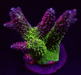 Acropora abrotanoides