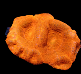 Acanthastrea bowerbanki (Ultra) (M) pb 315