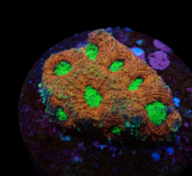 Acanthastrea echinata (Ultra) (frag) pb 200
