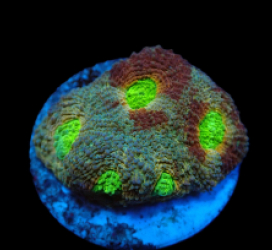 Acanthastrea echinata (Ultra) (frag) pb 652