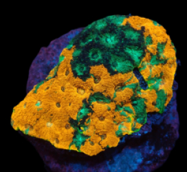 Acanthastrea echinata (Ultra) (L) pb 518