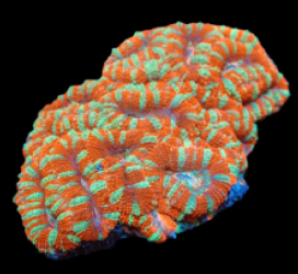 Acanthastrea lordhowensis (Premium) (M) pb 105