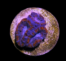 Acanthastrea lordhowensis (Red) (frag)
