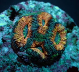Acanthastrea lordhowensis (Red) (frag)