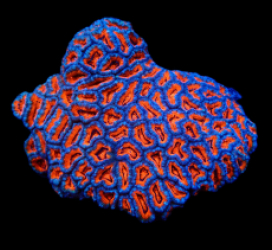 Acanthastrea lordhowensis (Premium)