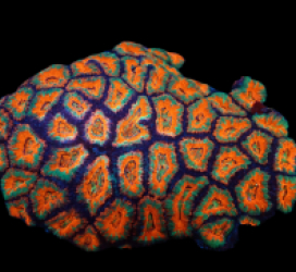Acanthastrea lordhowensis (Sepcial Colored) (XL) pb 067