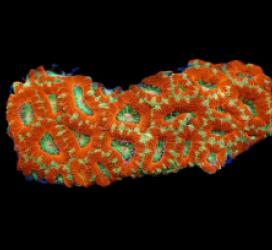 Acanthastrea lordhowensis (Special Colored) (L) pb 085