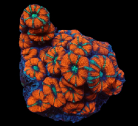 Acanthastrea lordhowensis (Special Colored) (L) pb 254