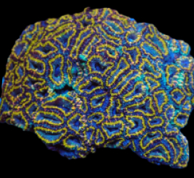Acanthastrea lordhowensis (Special Colored) (XXL) pb 318