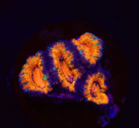 Acanthastrea lordhowensis (Ultra) (DJM frag) o 266