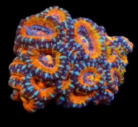 Acanthastrea lordhowensis (Ultra) pb 198