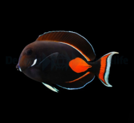Acanthurus achilles