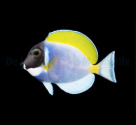 Acanthurus leucosternon