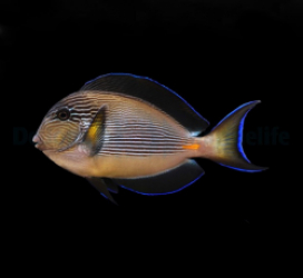 Acanthurus sohal