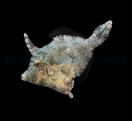 Acreichthys tomentosus - DJM Bred