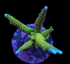 Acropora abrolhosensis (Premium) (M) f 003