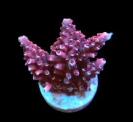 Acropora abrotanoides (Red) (S) (DJM Cultured) f 165