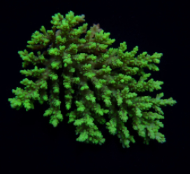 Acropora aculeus