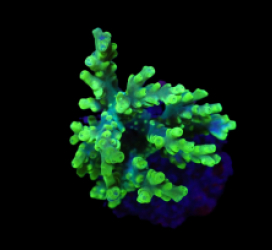 Acropora aculeus (Hulk) (Indo) (S) f 329