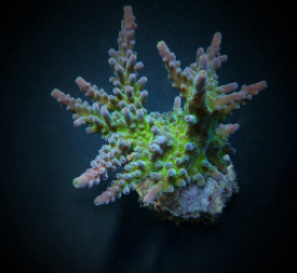 Acropora austera