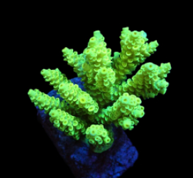 Acropora bifaria (Bright Yellow) (M) f 361