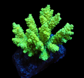 Acropora bifaria (Bright Yellow) (M) f 651