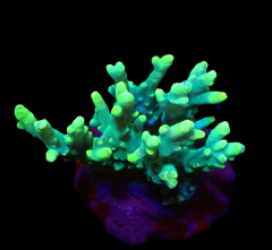 Acropora caroliniana (Hulk) (M) o 243
