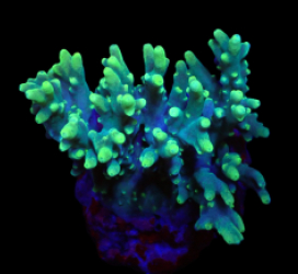 Acropora caroliniana (Hulk) (M) o 406