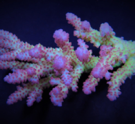 Acropora spp. (Coral Sea) (Ultra)