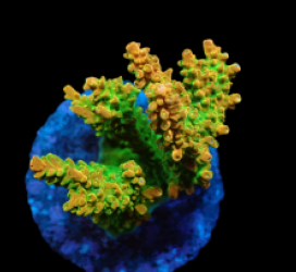 Acropora divaricata (Joe's Mango Garden) (M) f 015