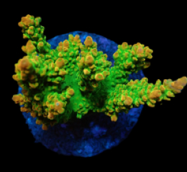 Acropora divaricata (Joe's Mango Garden) (M) f 042
