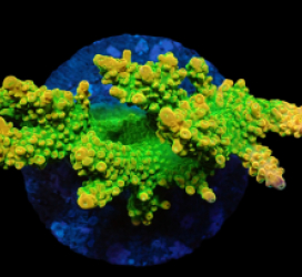 Acropora divaricata (Joe's Mango Garden) (M) f 375