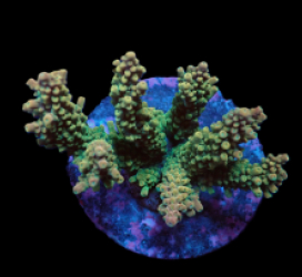 Acropora divaricata (Premium) (M) f 057