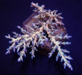 Acropora echinata (Ice fire)