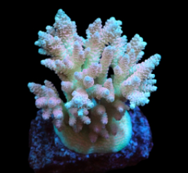 Acropora hyacinthus (Ultra) (M) o 155