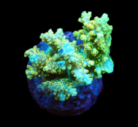 Acropora latistella (Pikachu) (M) f 229