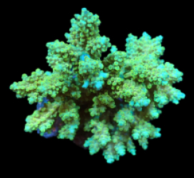 Acropora latistella (Premium) (M) f 137