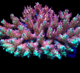 Acropora microclados (SSC)