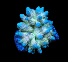 Acropora millepora (Rainbow) (M) f 154