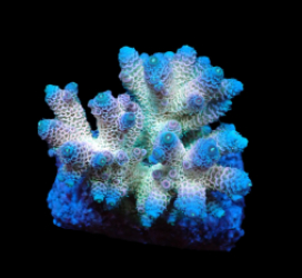Acropora millepora (Rainbow) (M) f 391