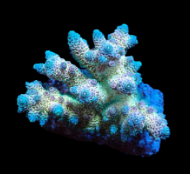 Acropora millepora (Rainbow) (M) f 420