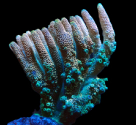 Acropora millepora (Special Colored) (L) f 169