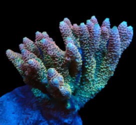 Acropora millepora (Special Colored) (M) f 072