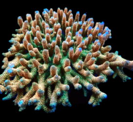 Acropora millepora (Sunset) (Show Size) sps 256