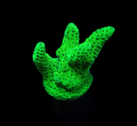 Acropora spp. (Green) (frag)