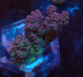 Acropora sp. (Special Selected) f 361