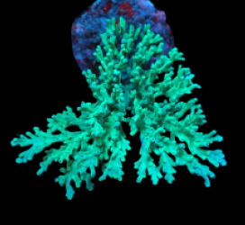 Acropora speciosa (Green Premium) (L) o 112